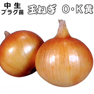 楽天市場】【良品】ケルタマ エスエス苗(玉ねぎ苗) エスエス苗5レーン