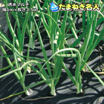 楽天市場】玉ねぎ穴あき マルチ 95cmx10m（約300本定植分）株間