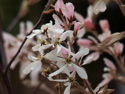 ジューンベリー ロビンヒル株立 桃色花 高さ0 9m 1 3m花木 シンボルツリー ガーデンプランツ エナ 植木 現品発送 ジューンベリー ロビンヒル シンボルツリー花 ガーデン Diy ピンク色の花のジューンベリー ジューンベリー ロビンヒル株立 桃色花 高さ0 9m 1 3m花木 シンボルツリー ガーデンプランツ エナ 植木 現品発送 ジューンベリー ロビンヒル シンボルツリー花 ガーデン Diy ピンク色の花のジューンベリー