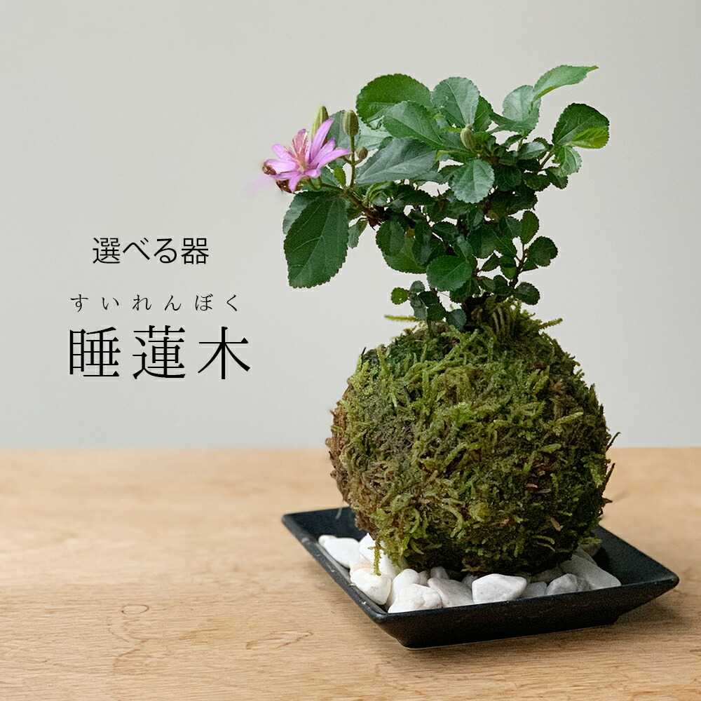 楽天市場】苔玉 涼しげな葉が苔とよくあいます シマトネリコの苔玉 器セット 苔 こけ コケ コケダマ こけ玉 しまとねりこ : みどり屋 和草  楽天市場店