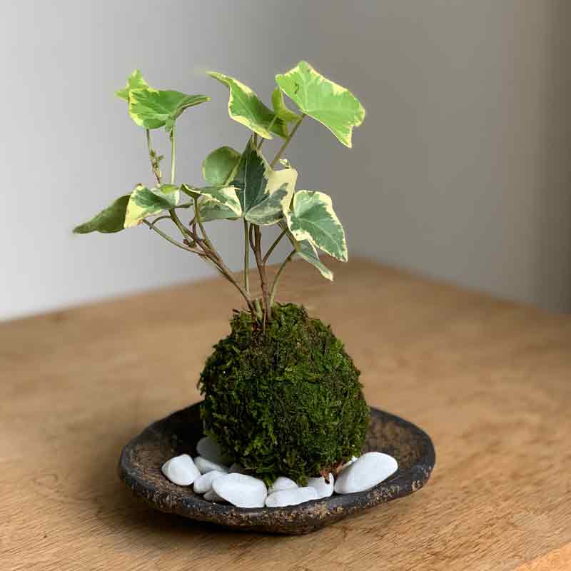 楽天市場】苔玉 ミニアイビー（ヘデラ）の苔玉・器セット 手のひらサイズでも本格的 一年中葉を楽しめる おためしこけだま かわいい おしゃれ 苔 こけ  コケ コケダマ こけ玉 観葉植物 : みどり屋 和草 楽天市場店