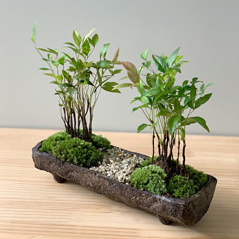 楽天市場 盆栽 南天 ナンテン くらま岩風 長方鉢 並木道 難を転ずる 縁起物 紅葉 植木 Nanten なんてん 縮景盆栽景色平鉢茶紅葉する四季常緑 鉢植え 紅葉を楽しむ 育て方のしおり付 お手入れ相談 電話 メールサポート みどり屋 和草 楽天市場店