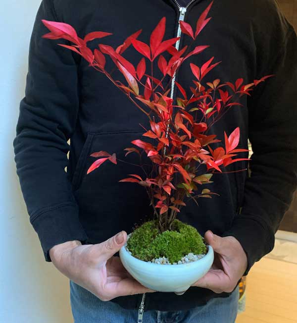 楽天市場 盆栽 南天 なんてん の盆栽 万古焼白陶器鉢 風水 みどり屋 和草 楽天市場店