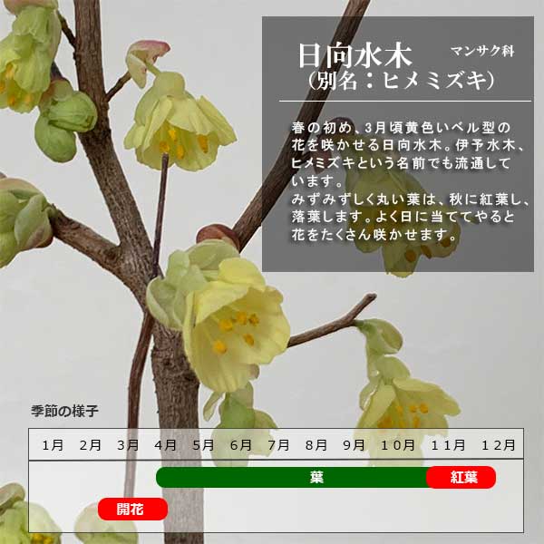 楽天市場 開花終了 盆栽 姫ミズキ 姫水木 刷毛目丸鉢 黄色い花 鉢植え 紅葉を楽しむ 育て方のしおり付 お手入れ相談 電話 メールサポート みどり屋 和草 楽天市場店