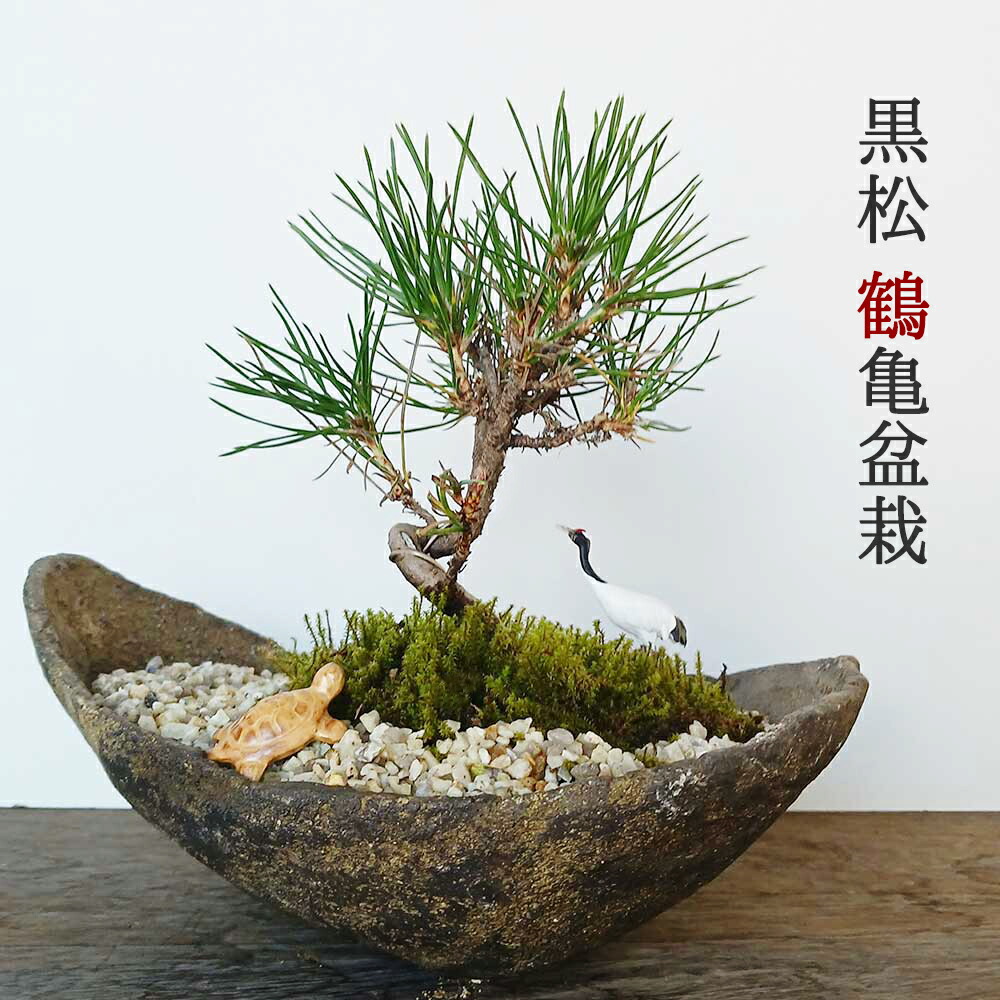 楽天市場】三河黒松 曲がり仕立て 3号底面潅水鉢 黒松 松 盆栽 ギフト