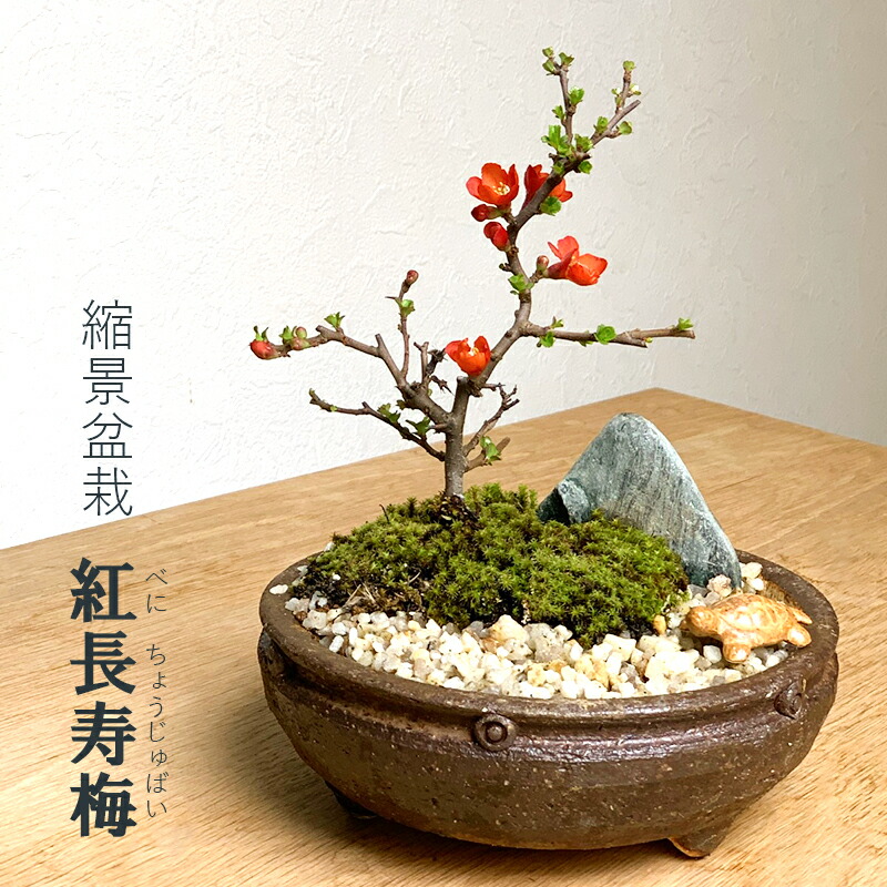 売り切り御免！】 お中元 苔玉 長寿梅苔玉キット 送料無 手作り 初心者 セット 作り方 medimind.com.au