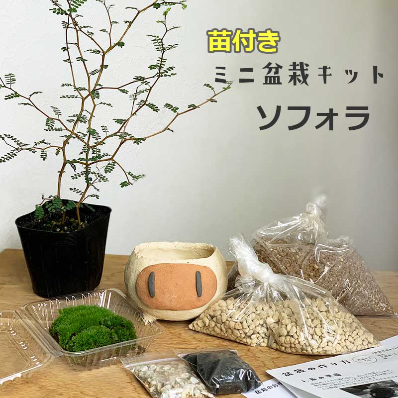 すぐ作れる 苗付き 盆栽キット ソフォラ の盆栽キット 材料 ソフォラ プロスタータ 真山茜 ボンバーマン鉢 盆栽の作り方つき 盆栽の育て方つき お手入れ相談 電話 メールサポート 硬質赤玉土 桐生砂 盆栽の土 ヤマゴケ おうち時間 巣ごもり Societyofethnobotanists Org