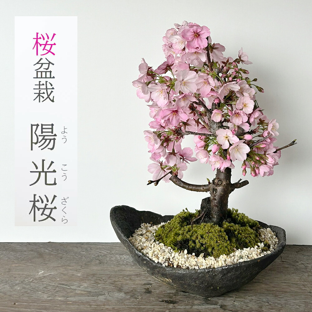【楽天市場】盆栽 陽光桜 ようこうざくら くらま鉢 一重の桜 かわいい 本格盆栽鉢 花咲くぼんさい 盆栽桜 ギフト花咲く盆栽 盆栽桜 初めての ...