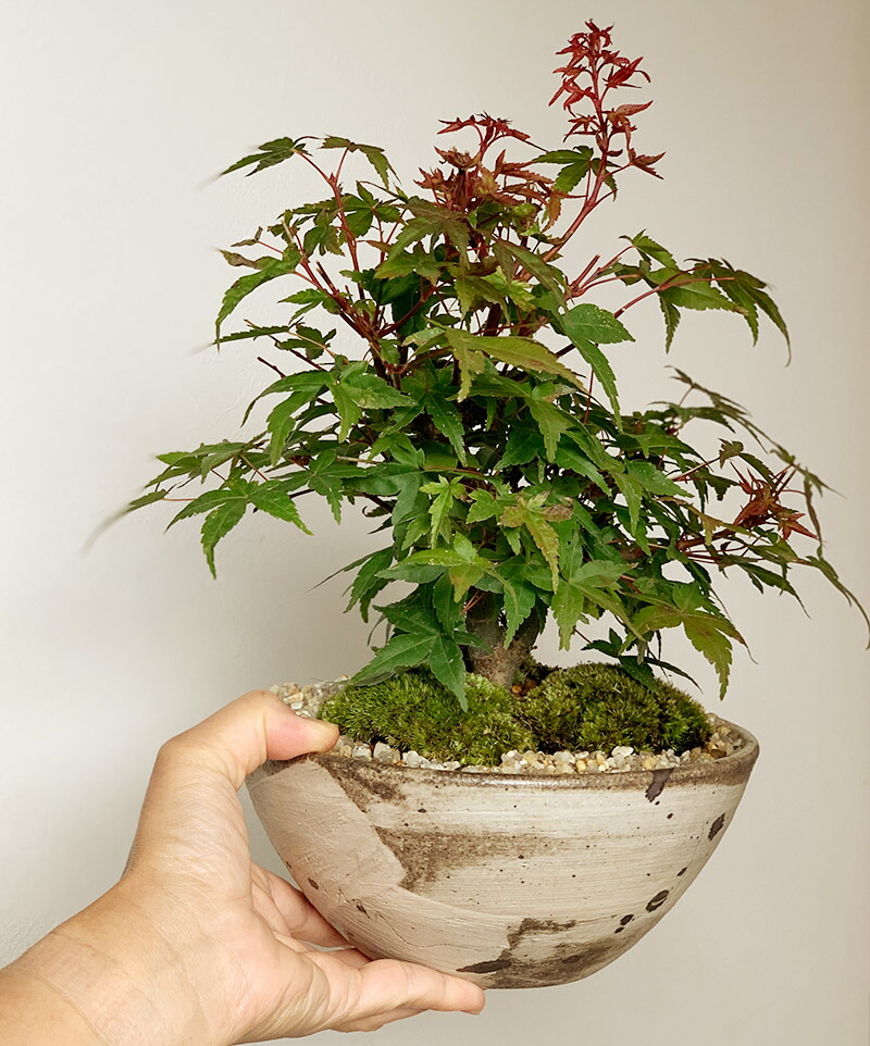盆栽 出猩々モミジ 紅葉の盆栽 Bonsai 送料無料 Aplusfinance Blog Com 盆栽 出猩々モミジ 紅葉の盆栽 Bonsai 送料無料 Aplusfinance Blog Com