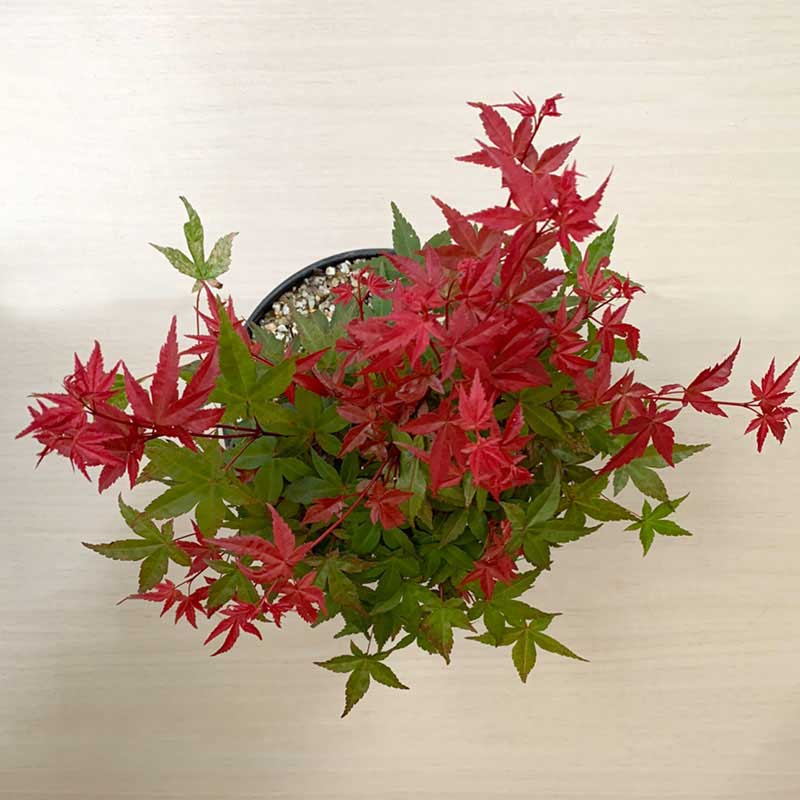 盆栽 出猩々モミジ 紅葉の盆栽 Bonsai 送料無料 Aplusfinance Blog Com 盆栽 出猩々モミジ 紅葉の盆栽 Bonsai 送料無料 Aplusfinance Blog Com