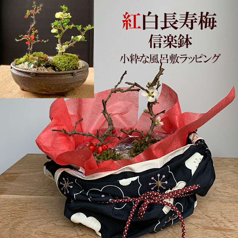 現在葉姿 盆栽 長寿梅 現在葉姿 紅白 結婚祝い 二本植え ギフト初心者 紅白長寿梅 信楽焼鉢 小粋な風呂敷ラッピング 長寿梅 花が咲く 縁起良い ギフト初心者 新築祝い 育てやすい 四季咲き 縁起物 新入学 結婚祝い 還暦祝い 誕生日 父の日 ぼんさい ボンサイ 母の日
