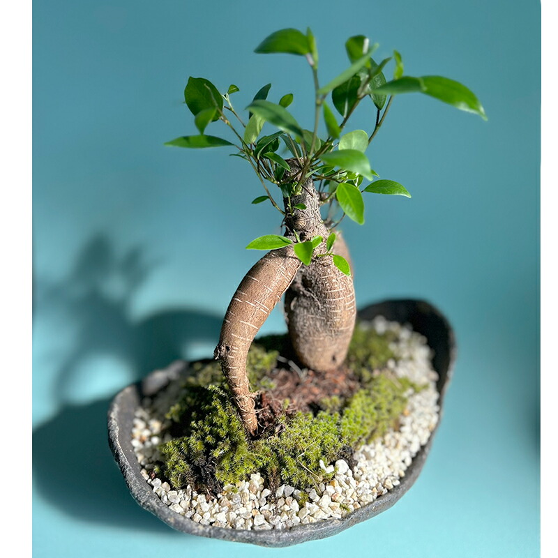 楽天市場】盆栽：ガジュマル2本寄せ*＜瀬戸焼鉢＞苔＆富士砂＆石付き