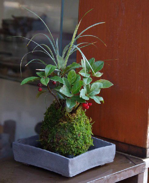 楽天市場】【現在実なし】苔玉 赤い実ヤブコウジ(十両)斑入り 楽天市場】【現在実なし】苔玉 赤い実ヤブコウジ(十両)斑入り