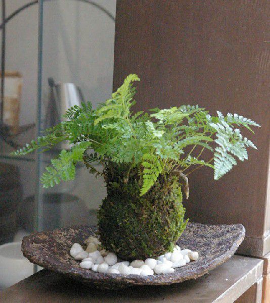 楽天市場 苔玉 涼しげな葉が魅力 シダ植物 シノブの苔玉 くらま岩器 敷石つき くらま岩 風合い 器セット 敷石つき みどり屋 和草 楽天市場店