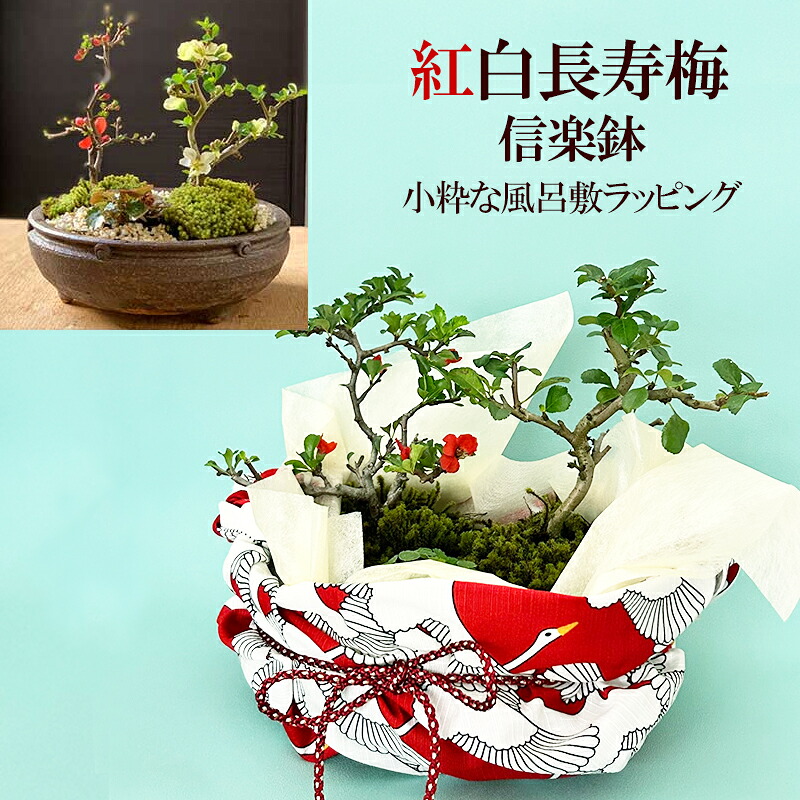 盆栽 長寿梅 紅白 二本植え 紅白長寿梅 信楽焼鉢 小粋な風呂敷ラッピング 長寿梅 花が咲く 縁起良い ギフト初心者 誕生日 新入学 新築祝い 育てやすい 四季咲き 縁起物 還暦祝い 結婚祝い ウエディングギフト ぼんさい ボンサイ