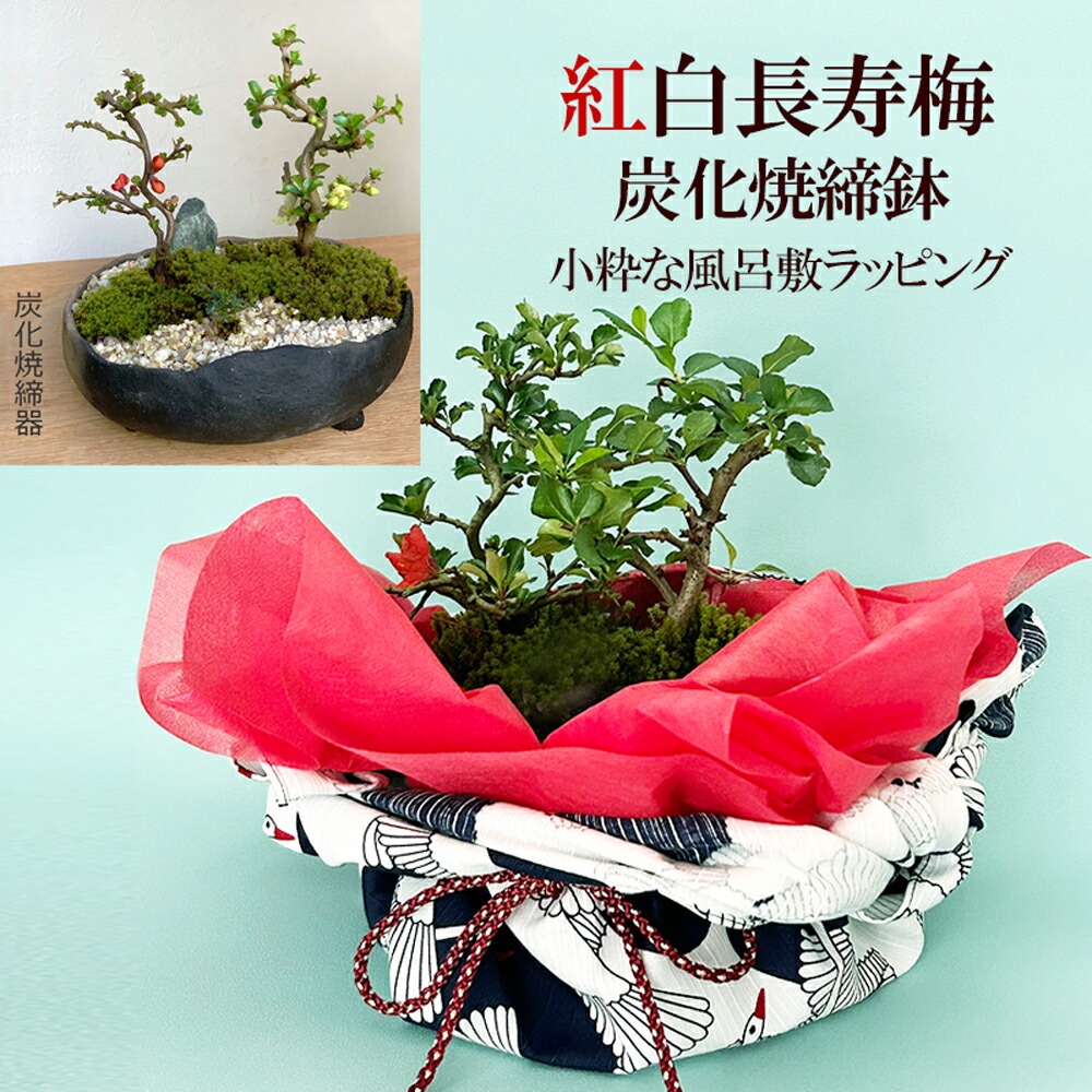父の日 盆栽 年長梅 紅白 二本植え ご両親へ有りがたさを込めて贈る 紅白年長梅の盆栽（炭化焼締鉢） 小粋な風呂敷ラッピング 花咲くボン犀 bonsai 初めての盆栽 木瓜 祝賀会 生まれ落ちる日 新入学 造営祝賀会 華燭の典差し上げ物 梅柄 ぼんさい ボン犀