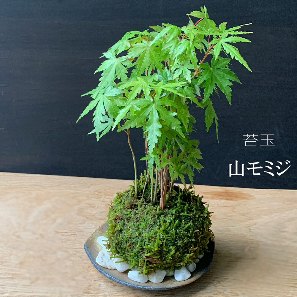 楽天市場】苔玉 ミニアイビー（ヘデラ）の苔玉・器セット 手のひら