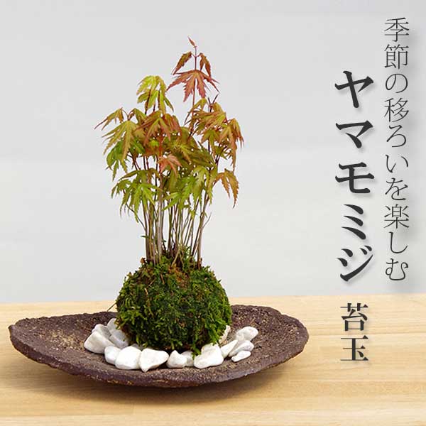 楽天市場】【落葉中】苔玉 紅長寿梅 ベニチョウジュバイ ・ 焼締角器 楽天市場】【落葉中】苔玉 紅長寿梅 ベニチョウジュバイ ・ 焼締角器