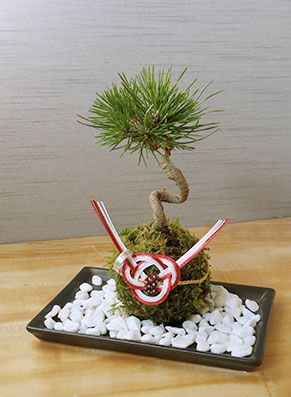 父の日 誓いの堅苦しさを和の佇まいで 苔玉のリングピロー「黒松」  松 まつ マツ科 くろまつ 苔 こけ コケダマ こけ玉  一緒になる 華燭の典 神前式 和装 一緒になる指環 指環取り替えっこ