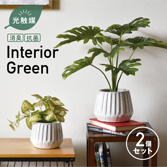 楽天市場】【2点セット】［RMT ベンジャミンバロック パームヤシ］抗菌