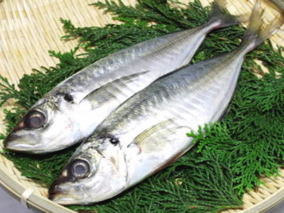 <br>【鮮魚】天然鯵〈アジ〉【1本釣】<br>1Kg前後、3～5匹前後
