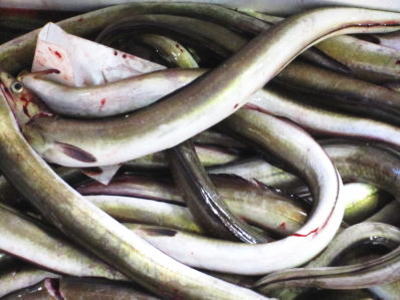 <br>【鮮魚】穴子〈アナゴ〉<br>1Kg前後、4～5匹前後