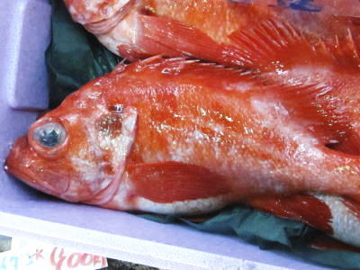 楽天市場 鮮魚 赤魚鯛 アコウダイ 別称 メヌケ メヌキ1匹 2kg 3kg前後 築地通販 おいしいなショップ