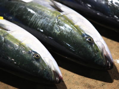 楽天市場 鮮魚 天然鰤 ブリ 1匹 5kg 12kg前後 築地通販 おいしいなショップ