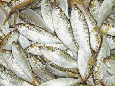 【楽天市場】【鮮魚】小肌〈コハダ〉1Kg前後、16〜33匹前後：【築地通販】おいしいなショップ