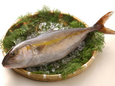 【楽天市場】【鮮魚】勘八〈カンパチ〉1匹、3.5Kg前後：【築地通販】おいしいなショップ