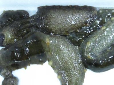 【楽天市場】【鮮魚】海鼠〈ナマコ〉青1Kg前後、2~6個前後:【築地通販】おいしいなショップ