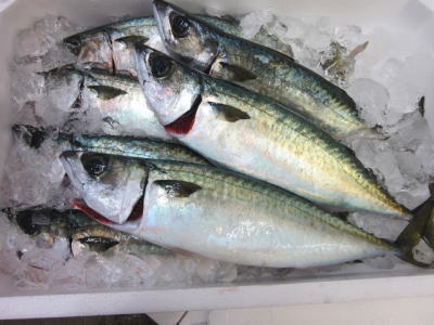 楽天市場 鮮魚 鯖 サバ 小 加熱用 1匹 600g前後 築地通販 おいしいなショップ