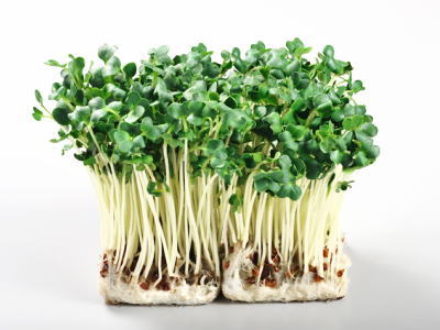 かいわれだいこん様用 かいわれだいこん様用