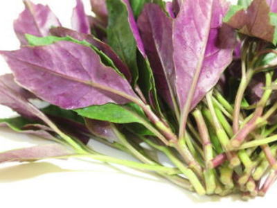 大きくなりすぎた　金時草　B 71UTdUEiT7L._AC_UF1000,