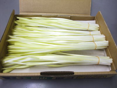 ニラ AL 1箱(1箱あたり4kg 約100g×10束×4袋) - JAしもつけ青果