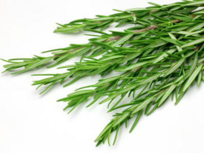 2個まとめ買い ローズマリー YA-R-018.jpg