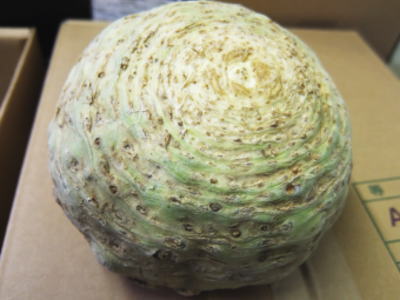 <br>セルリアック<br>別称：根セロリ<br>1ケース、2Kg～5Kg前後、5個前後