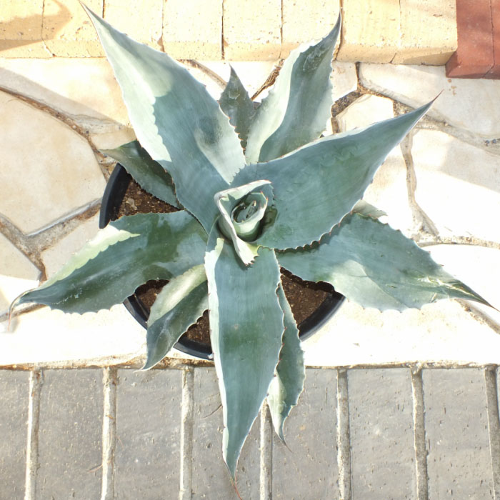 お得クーポン配布中 アガベ オバティフォリア 10号 現品 黒セラアート鉢 多肉植物 受皿付 観葉植物 母の日 父の日 ギフト おしゃれ 大型 鉢植え 地植え 新種 レア お祝い 誕生日プレゼント かっこいい インテリア Prescriptionpillsonline Is