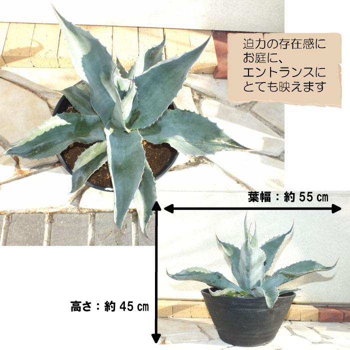 オバティフォリア 花 観葉植物 黒セラアート鉢 現品 アガベ 母の日 アガベの中でも02年に認められた新種 まだレアな品種でかっこよさからとても人気があります 父の日 受皿付 10号 地植え おしゃれ 大型 多肉植物 観葉植物 母の日 ギフト 鉢植え 地植え 新種 レア