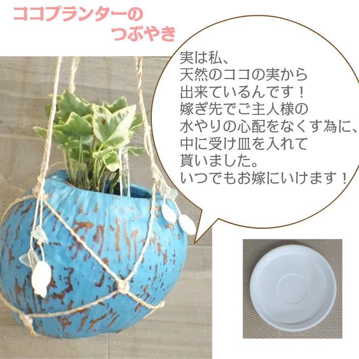 アイビー ココプランターセット 母の日 ギフ ト 観葉植物 母の日 父の日 ギフト おしゃれ 吊り下げ ココの実プランター お祝い プレゼント 受皿付 送料無料 自社配合土で植え替え 選べる Crunchusers Com
