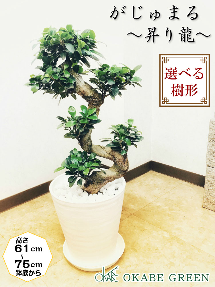 鉢植え ８号 ポトス 昇り竜 ガジュマル モンステラ 鉢植え 縁起物 白セラアート鉢 おしゃれ 花言葉 観葉植物 受け皿付き 観葉植物 多幸の木 がじゅまる 開店祝い 新築祝い お祝い 御中元 プレゼント 岡部グリーン有限会社ガジュマルは 多幸 の花言葉を持つ縁起の良い