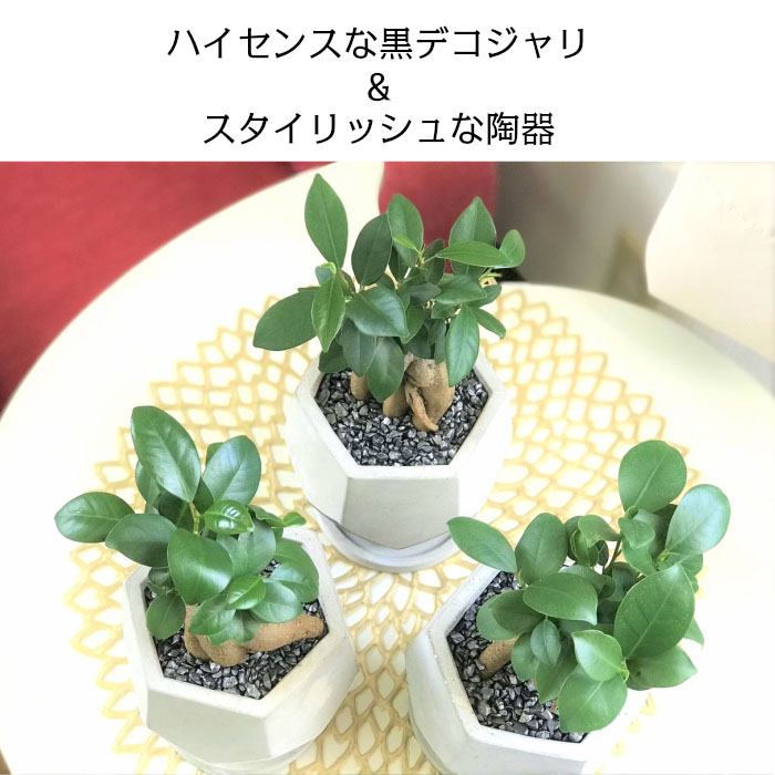 楽天市場 ガジュマル ミニ セメント鉢 受け皿付き 鉢植え 観葉植物 おしゃれ 花言葉 多幸の木 がじゅまる 開店祝い 新築祝い お祝い 御中元 プレゼント 自社配合土で植替え 岡部グリーン有限会社