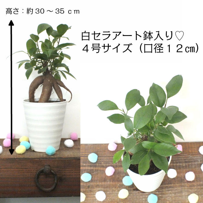 ガジュマル 4号 純白セラアートボウル 受け皿随員 鉢植え 観葉植物 お母の平均太陽日 お父さんの日 音物 瀟洒 花言葉 幸いの樹木 がじゅまる 開店祝言 建設祝い 典 御中元 差上物 Hotjobsafrica Org