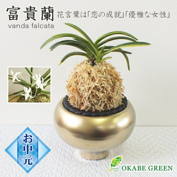 富貴蘭 風蘭 蘭 苔玉 鉢植え ゴールド陶器 御城覆輪 駿河覆輪 湖東覆輪 珍しい 観葉植物 母の日 父の日 ギフト おしゃれ ミニ 選べる お祝い 誕生日 開店祝 新築祝 送料無料 インテリア Educaps Com Br
