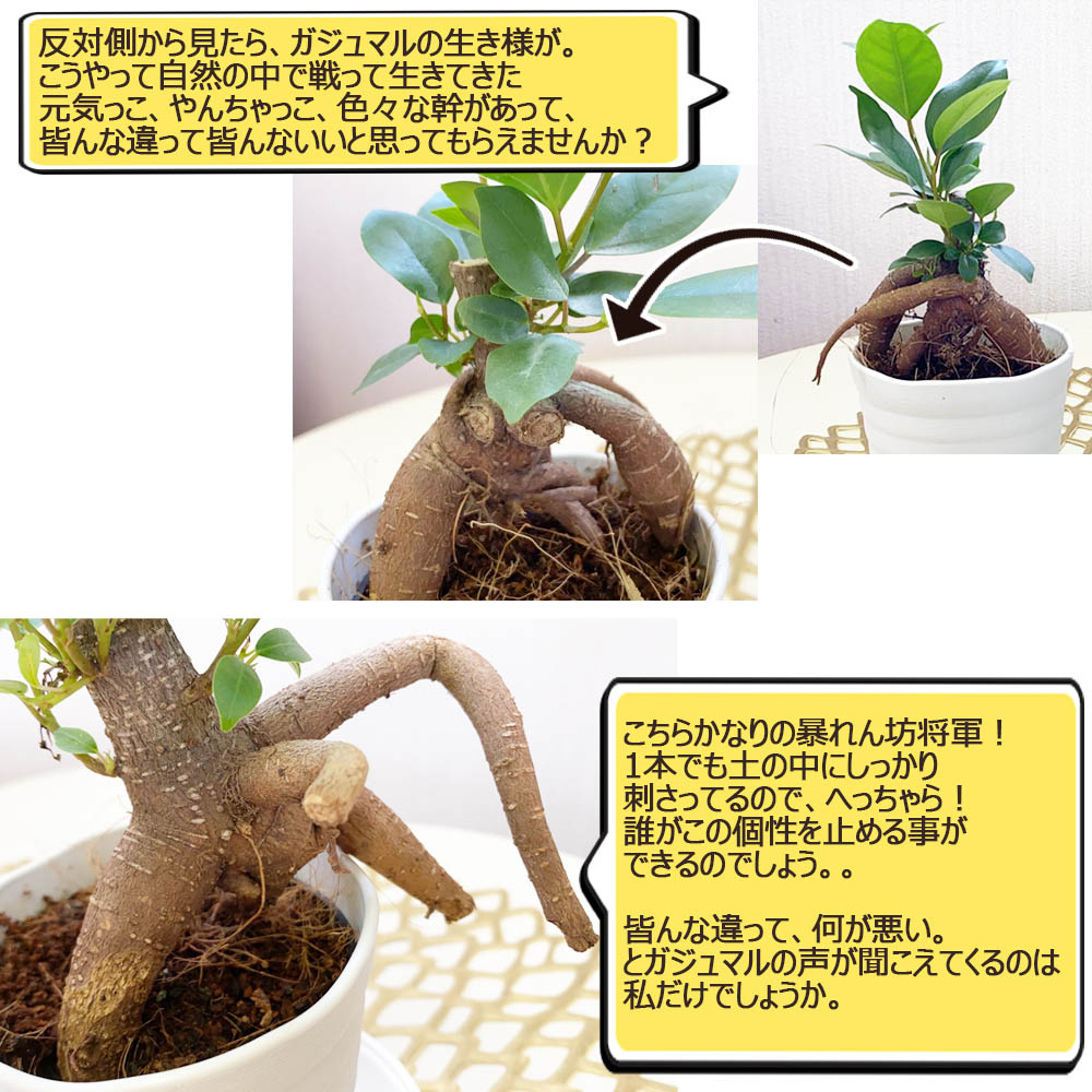 ガジュマル ミニ 3号 鉢植え アウトレット 661円off 白セラアート鉢 受皿付き プレゼント 観葉植物 お中元 敬老の日 ギフト おしゃれ 花言葉 多幸の木 がじゅまる ご自宅用 インテリア 御中元 プレゼント Konsepnews Com