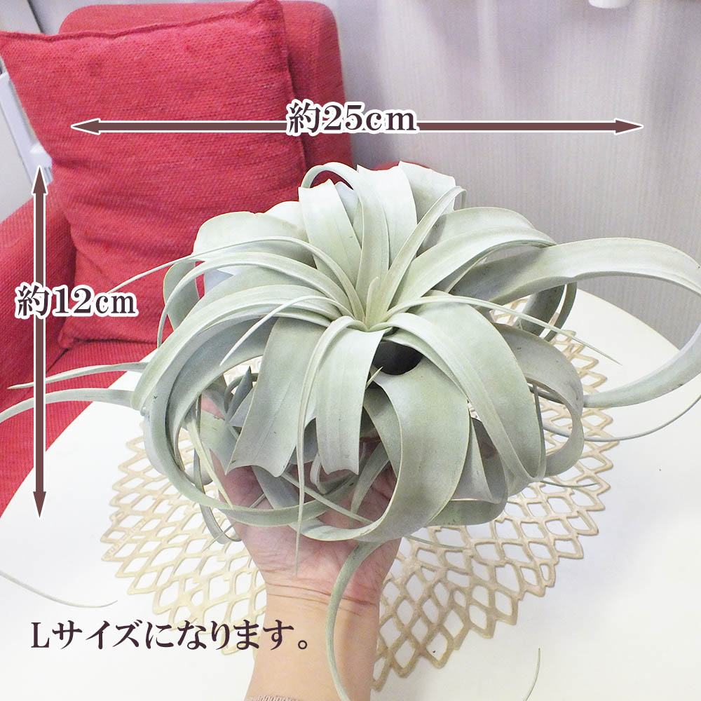 エアプランツ キセログラフィカ ティランジア Lサイズ 約25 壁掛け 吊り下げ 人気 エアープランツ 観葉植物 母の日 父の日 ギフト おしゃれ 育て やすい ハンギング 丈夫 インテリア ディスプレイ Gpg Callcenter Com