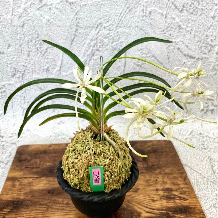 楽天市場】富貴蘭 佐須丸縞 【現品】 さすまるしま 2本と芽 T711