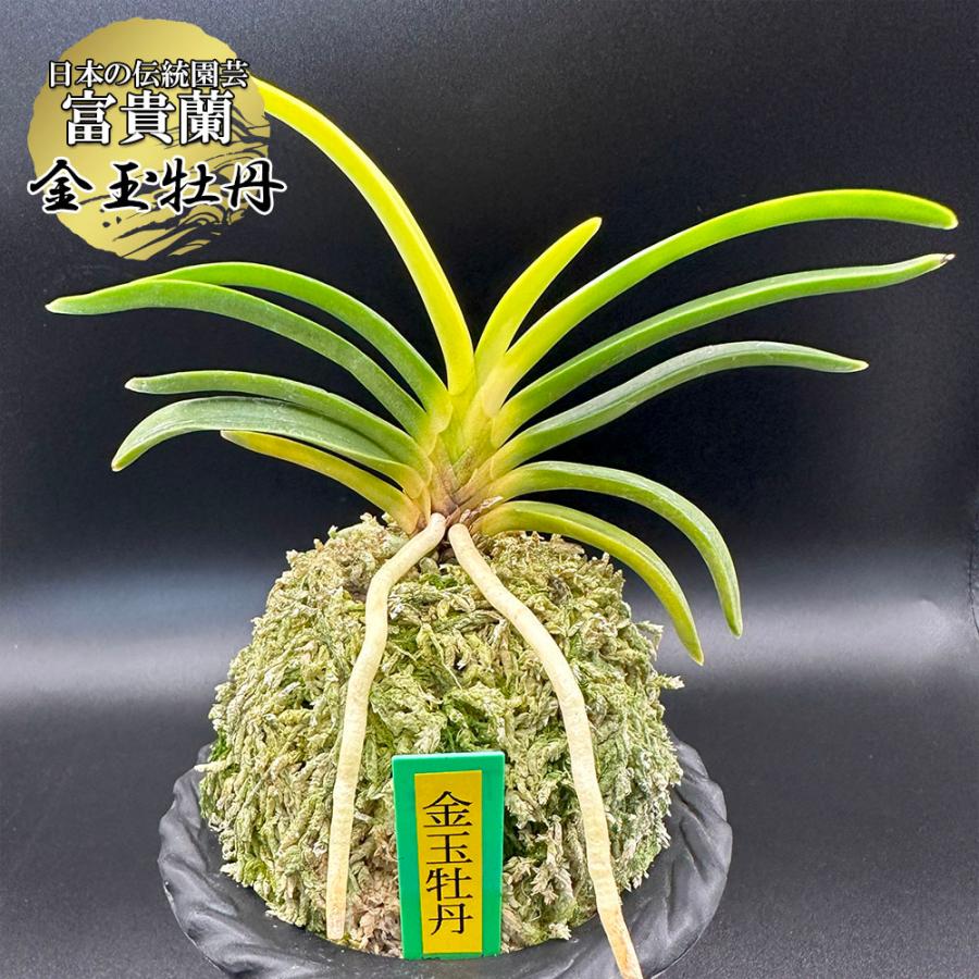 楽天市場】【店内全品2個で10%OFFクーポン配布】 富貴蘭 白牡丹