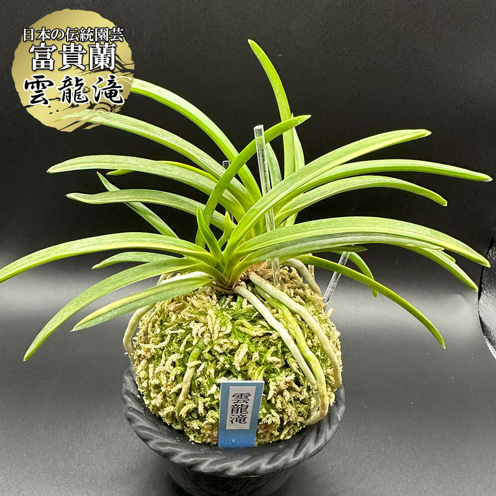 風蘭 楽天市場】【店内全品2個で10%OFFクーポン配布】 富貴蘭 風蘭 蘭
