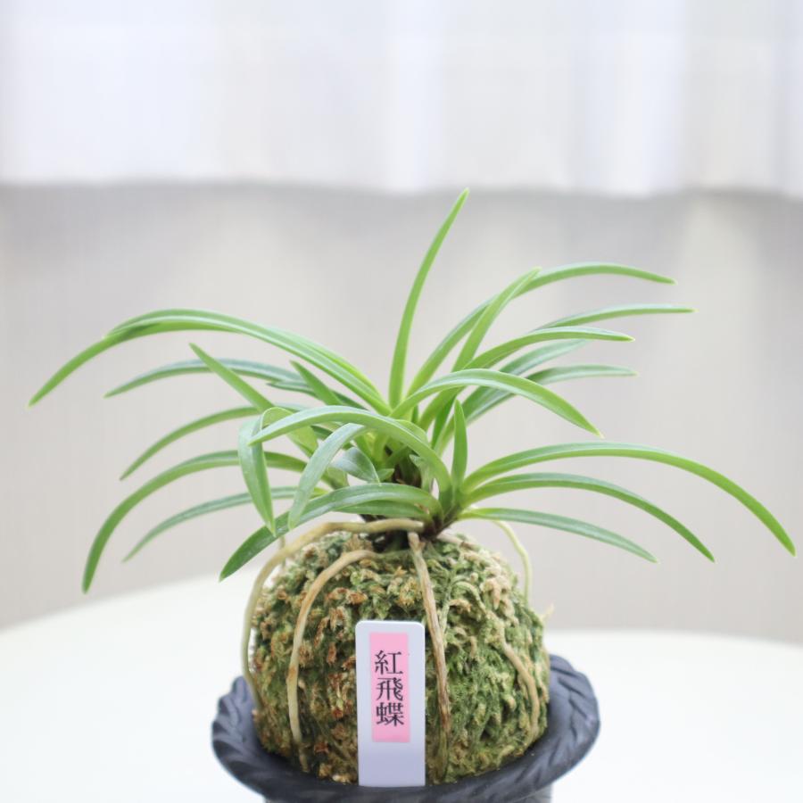 楽天市場】【店内全品2個で10%OFFクーポン配布】 富貴蘭 風蘭 蘭